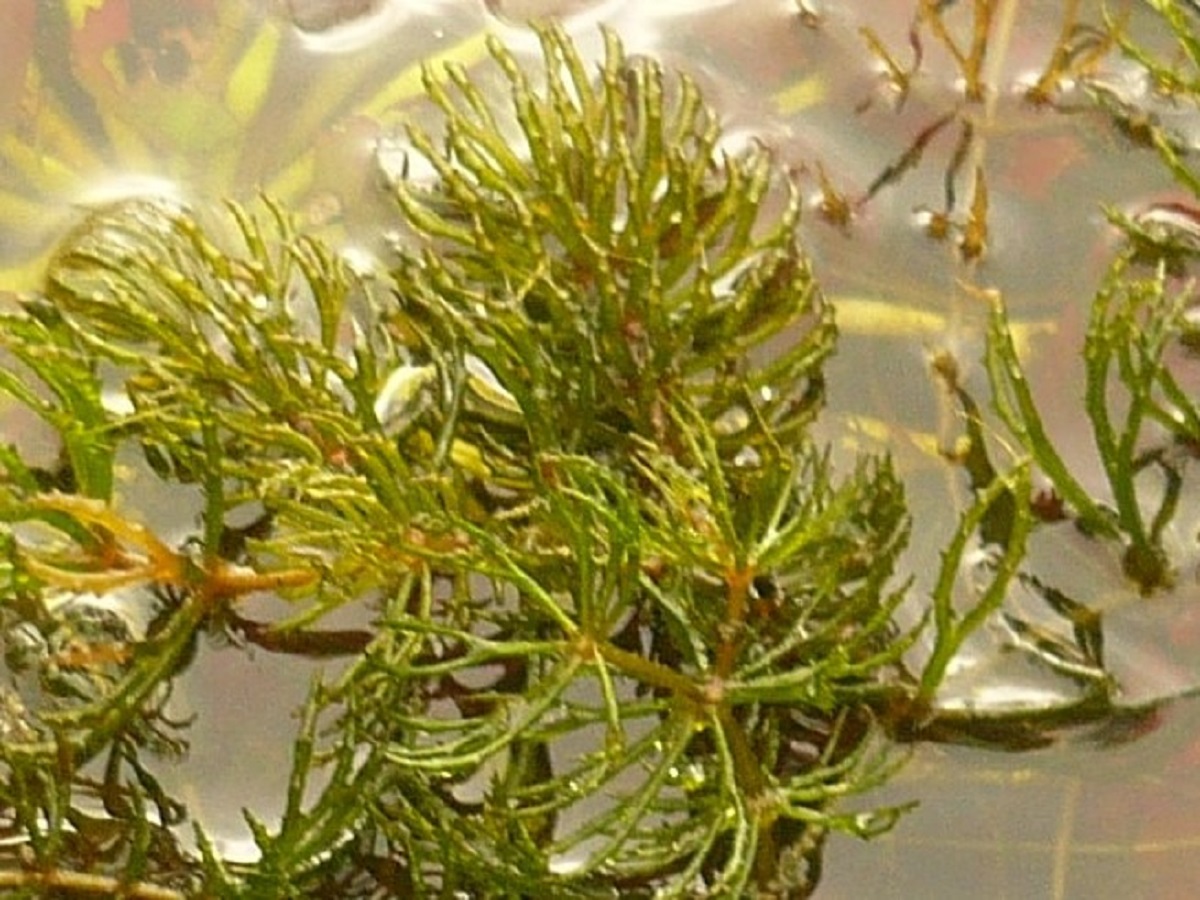 Ceratophyllum demersum (Ceratophyllaceae)